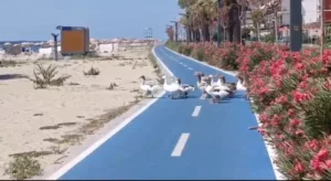 ‘Şartlı tahliye’ kazları yine sahilde: Tatilciler sahip çıktı