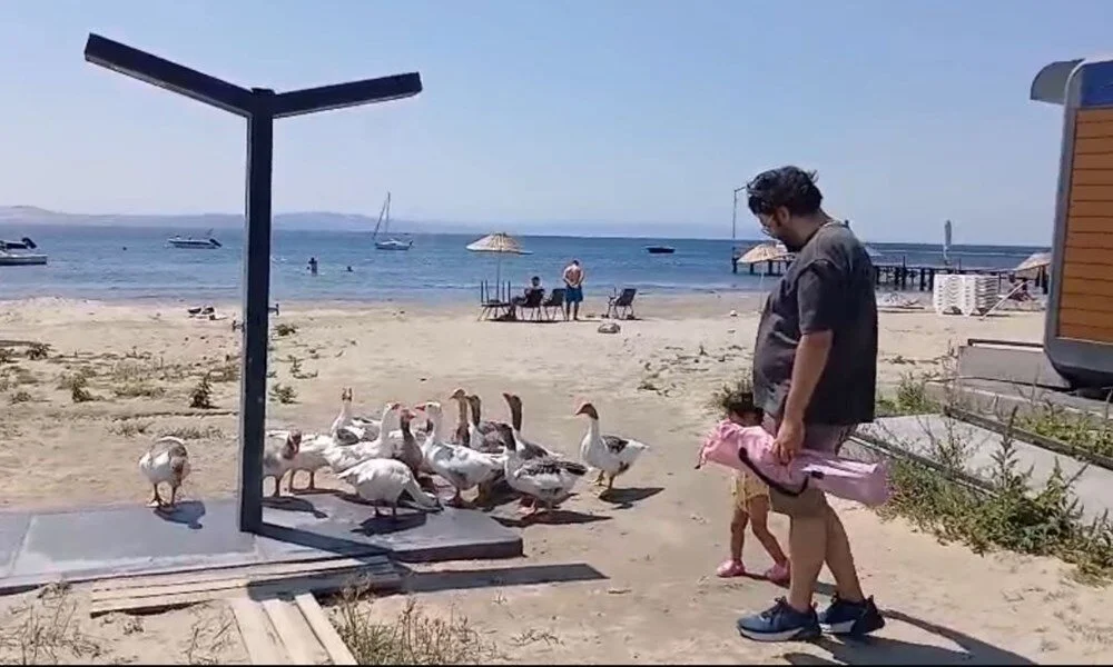 Erdek’te kazların deniz mesaisi bitmiyor: Tatilcilerin yeni maskotları oldular