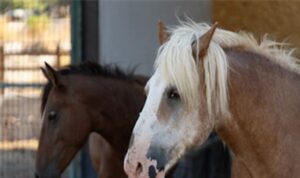 İzmir’in Yükten Düşmüş Binek Hayvanları Rehabilitasyon Merkezi: Sahiplendirme ve Bakım Süreci