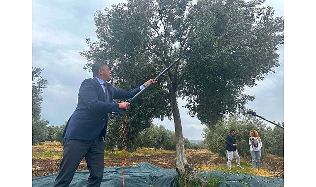 Aliağa Zeytin Hasat Şenliği 2025: Üretici ve Bölge Ekonomisi için Zeytin Kültürü Vurgusu