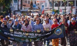 Ayvalık Zeytin Hasat ve Turizm Festivali 2025 Başlıyor: Zeytinyağı ve Kültürün Buluştuğu Üç Gün