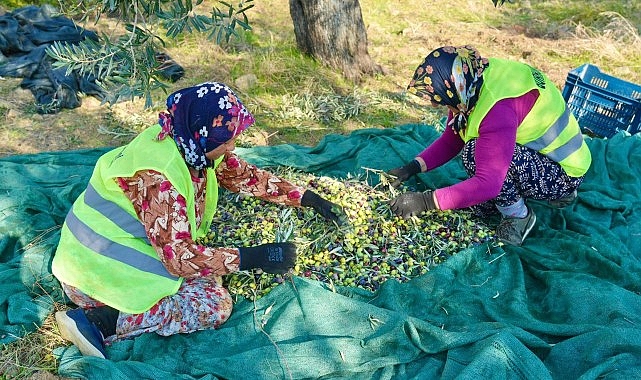 Burhaniye Zeytinyağı Sezonu Başlıyor: Erken Hasat ve Yeni Ambalaj Seçenekleriyle Geleneksel Ürünler