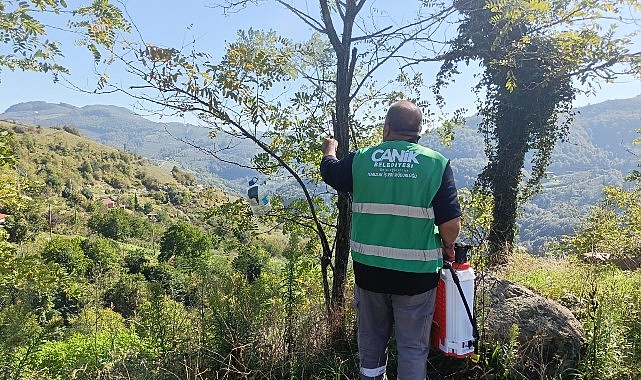 Canik’te Kahverengi Kokarca Mücadelesi: Ekipler Aralıksız İlaçlama ve Feromon Tzaklarıyla Görev Başında