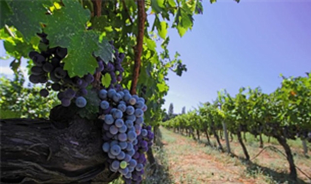 İzmir Bağ Rotası ile Iter Vitis Ağına Katılım ve Sürdürülebilir Turizm Vizyonu
