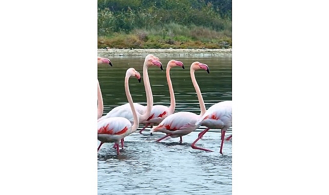 İzmit Körfezi: Doğanın Yeniden Nefes Alışı ve Flamingo Ziyafeti