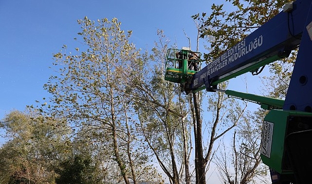 Kartepe’de Ağaç Budama ve Yeşil Alan Bakımı: Kent Estetiği İçin Süregelen Çalışmalar