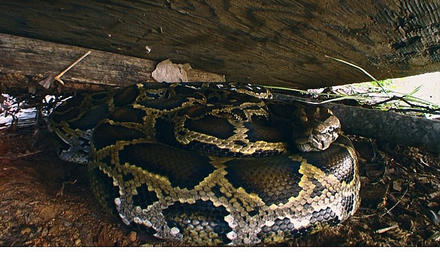 Piton İstilası: Florida Everglades’de Tehdit Oluşturan Dev Yılanlara Karşı Mücadele ve Belgesel Programı