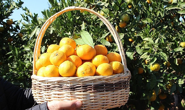 Satsuma Mandalina Hasad ve İhracat Hareketliliği: İzmir’de Başlayan Yoğun Süreç
