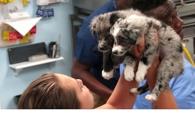 Veteriner Dostlar: Köpekler İçin Özel Belgeseliyle National Geographic WILD’ta