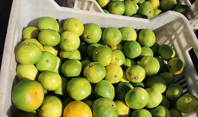 Mandalina İhracatında 2025 Ekim Rekoru ve Türkiye Narenciye Başarı Hikayesi
