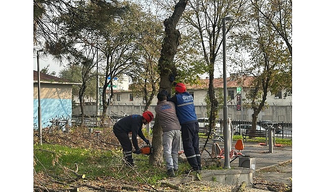 Bakırköy Belediyesi: Turunçgil Uzun Antenli Teke Böceğiyle Mücadelede Yeni Ağaç Dikim Programı