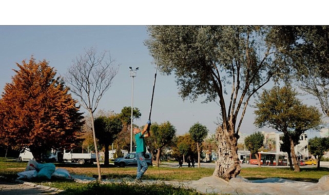 Balçova Zeytinyağı Hasadı: Yerel Bereketin Sofralara Taşınışı