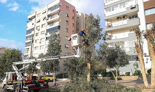 Buca’da Ağaç Bakımıyla Güvenli ve Estetik Şehir Ortamı