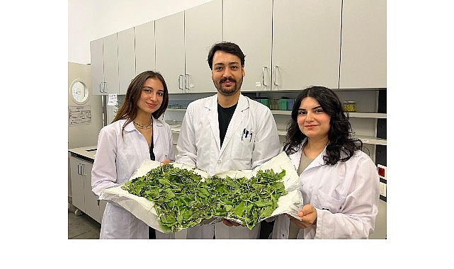 Doğa Temelli Antibiyotik Direncine Karşı Yeni Bir Tedavi Potansiyeli: Plantago major Özütü ve Vankomisinin Osteomyelit Çalışması