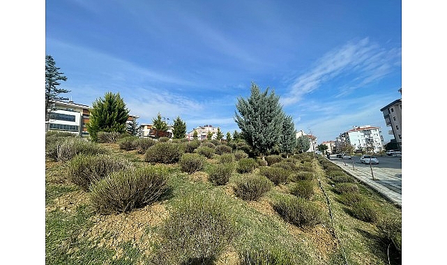 Malkara’da Lavanta Desteğiyle Yeşil Şehir Vizyonu Güçleniyor