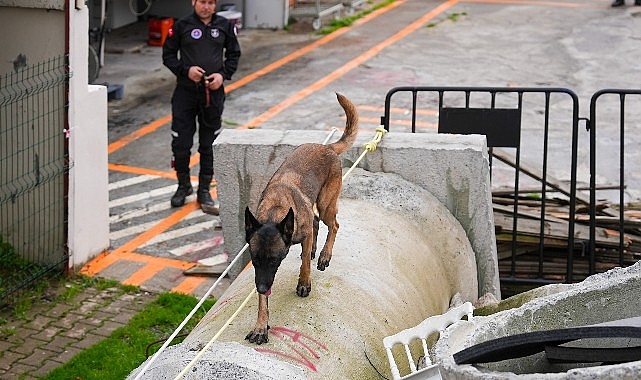 Maltepe’de Arama-Kurtarma Köpeği Zeyna Resmi Görevine Başladı: Eğitim ve Görev Yeterlilik Sınavı Başarısı