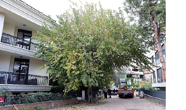Maltepe’de Budama Sezonu: Cadde ve Sokakları Ağaçlandırma ve Güvenlik Önceliğiyle Yeniden Düzenleme