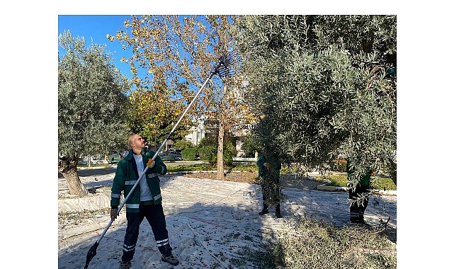 Milas Zeytin Hasadı: Belediye Ekiplerinden Koordineli Üretim ve Kapsamlı Bakım