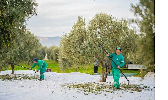 Milas’ta Zeytin Hasadı Başladı: Belediye Ekipleri Ağaçları Zeytinyağı İçin Hazır Ediyor