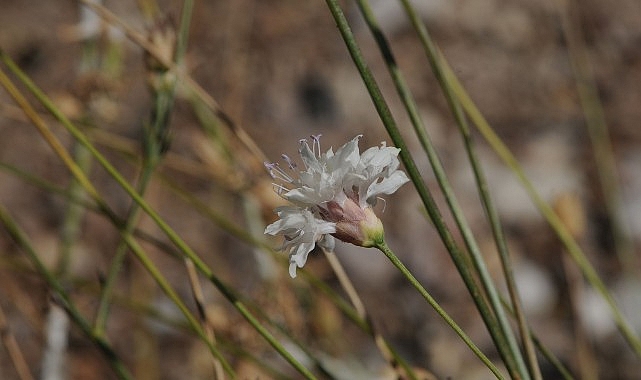 Çameli’nin Pelemiri: Türkiye’nin yeni botanik keşfi Cephalaria cameliensis’in hikâyesi