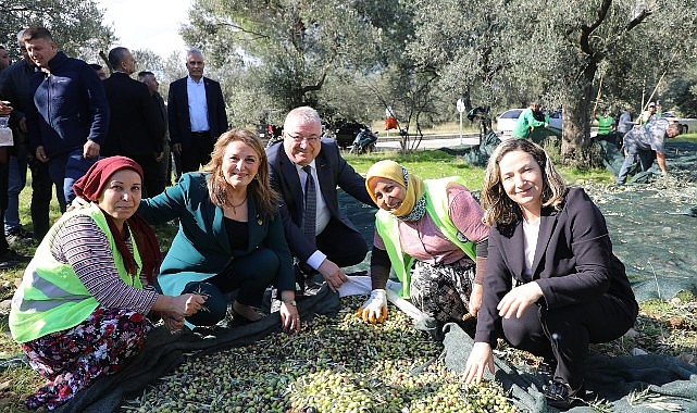 Edremit MECİ Şenliği: Zeytin Hasatından Geleneksel Kutlamaya