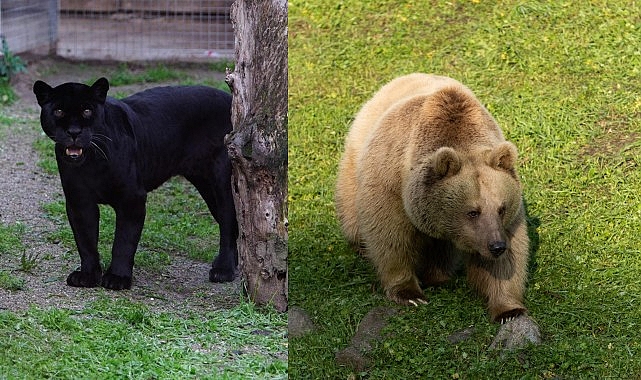 İzmir Doğal Yaşam Parkı’na Yeni Sakinler: Jaguar ve Boz Ayılarının Koruma Altına Alınması