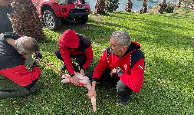 Kıyıdaki Flamingoyu Misina Tehlikesinden Kurtaran İtfaiye Dalgıçları ve Doğaya Duyarlı Çağrı