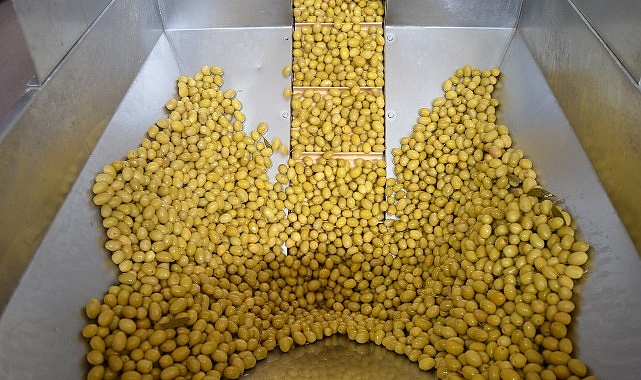 OlivetoLive UR-GE Projesi: Ege Zeytin ve Zeytinyağı Sektöründe Yeniden Doğuş İçin Güç Birliği