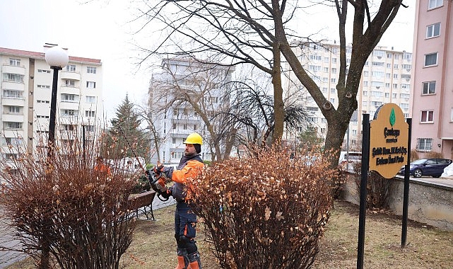 Çankaya’da Budama Seferberliği: Doğal Dengeyi Koruya Koruya Yeşili Güçlendiriyoruz