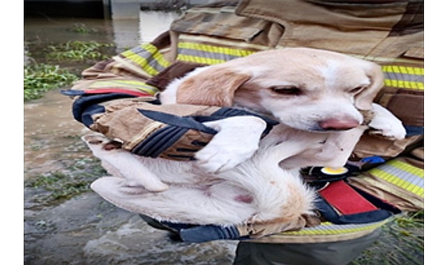 İtfaiye Ekipleri, Yükselen Suyu Aşan Köpek İçin Hızlı ve Duygusal Kurtarma