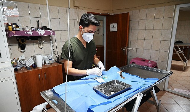 Kemer Belediyesi Hayvan Barınma ve Rehabilitasyon Merkezi Ocak Raporu: Aşılama, Kısırlaştırma ve Sahiplendirme