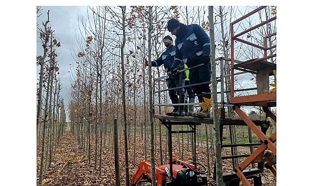 Merkez Fidanlığı ve Üretim Fidanlığı: Kocaeli’nin Yeşil Geleceğini Besleyen Kurumlar