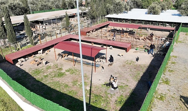 Burhaniye Belediyesi Sokak Hayvanları Bakımevi: 1.500 Kapasiteli Modern Yaşam Alanı ve Bakım Hizmetleri