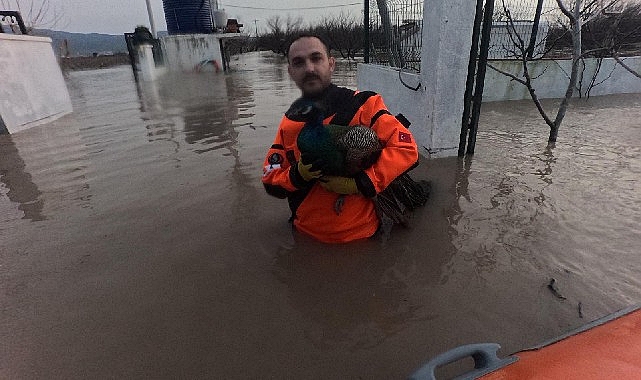 Menemen’de Taşkınla Mücadele: Tavuk Çiftliğindeki Hayvanlar İçin Büyük Özveri