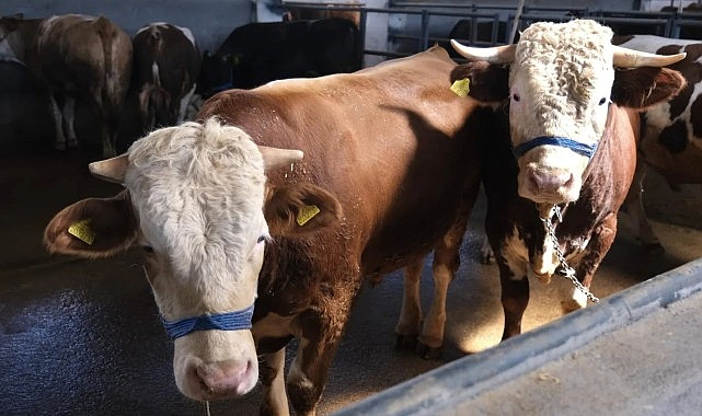 İnegöl Hayvan Pazarı Kotra Kiralama İhalesi Tarihi ve Detaylar Açıklandı