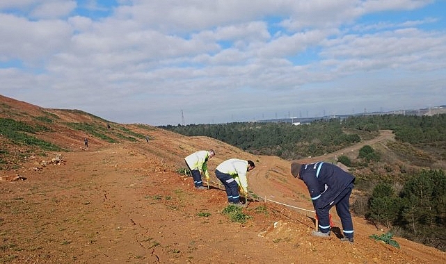 Kocaeli Büyükşehir Belediyesi’nden Gebze Balçık’ta 4.500 Sedir Ağacı Dikti