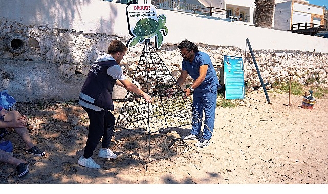 Didim Kıyılarında Caretta Carettaların Yuvalama Dönemi: Koruma ve Doğal Yaşamın Sürdürülebilirliği