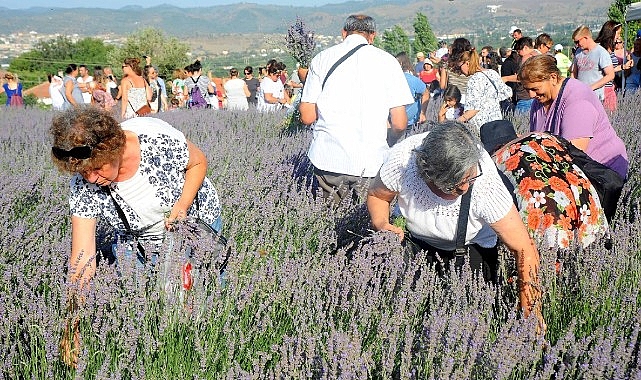 Lavanta Hasat Şenliği 11. Yılıyla Seferihisar’da Ziyaretçilerini Ağırlıyor