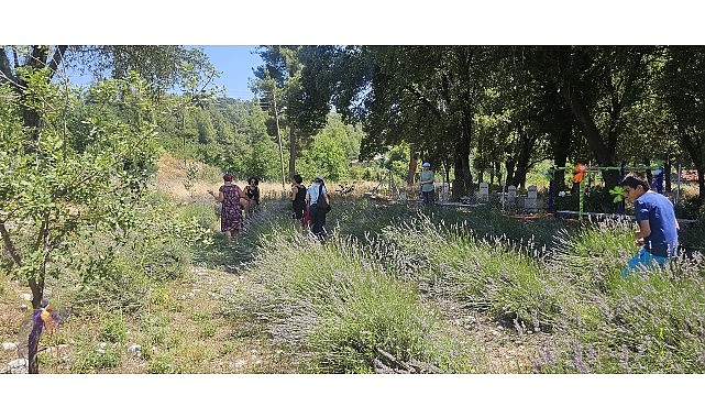 Gedelme Lavanta Bahçesi: Hasat Zamanında Ziyaretçilerle Dolu Dolu Bir Deneyim