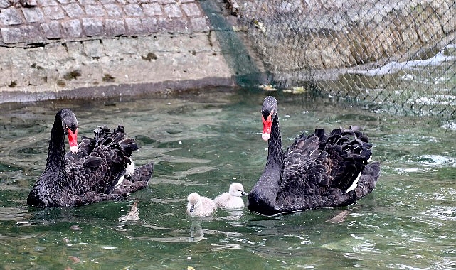 Kuğulu Park’a Yeni Yavrular: Parkın Gözdesi 4 Muhteşem Kuğu Yavrusu