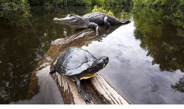 Amerika’nın Gizli Vahşi Cenneti: National Geographic WILD ile Doğanın Zorlu Yüzü