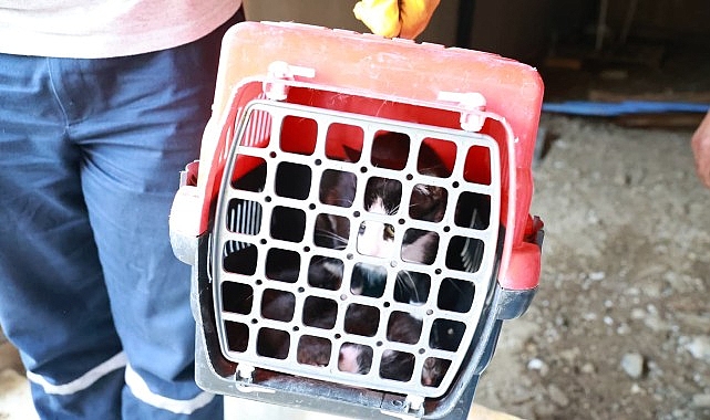 Bursa Ovası’nda Kaçak Yapılarla Mücadele: Yıkım ve Hayvanları Koruma Çabaları