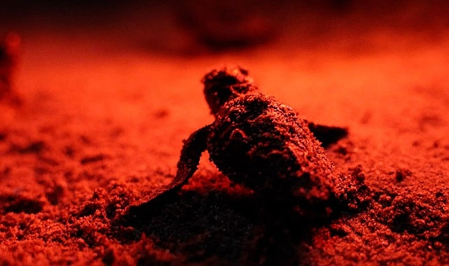 Didim’de Caretta Carettaların İlk Adaşı Denize Ulaşıyor: Koruma Altında Yavru Yolculuğu