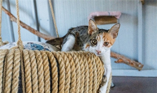 Engelli Kedi Evi: Sokak Hayvanlarına Ev Konforunda Kalıcı Destek