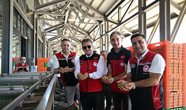 İzmir-Bademli’de Sezonun İlk Zeytin Hasadı Başladı