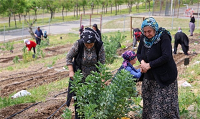 Kozağaç Mahalle Bostanı: Kadınların Dayanışmasıyla Buca’da Yeni Bir Üretim Noktası