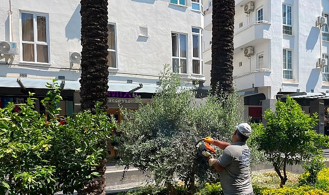 Limanda Bakım: Liman Caddesi’nde Ağaç ve Çevre Düzenlemesiyle Yeniden Canlandırılıyor