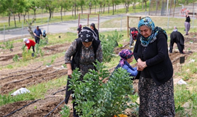 Mahal­le Bostanlarıyla Kadınların Dayanışmalı Tarım Hikayesi İzmir’in Kent Yaşamında
