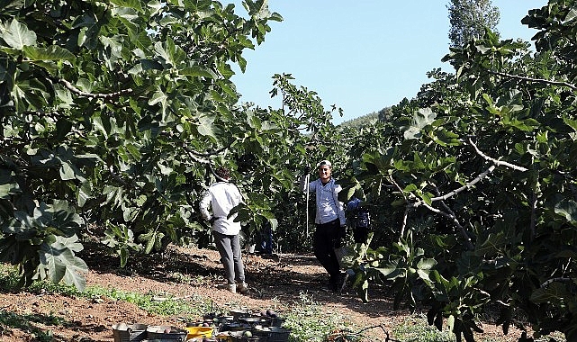 Mudanya’da İncire Yönelik Destek ve Sürdürülebilir Üretim Vurgusu