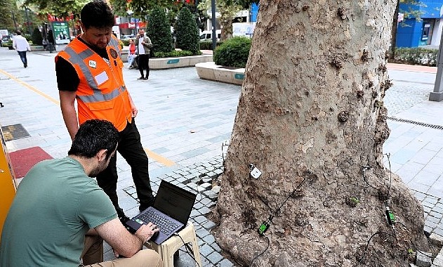 Kocaeli’deki anıt ağaçlar teknolojik yöntemlerle inceleniyor